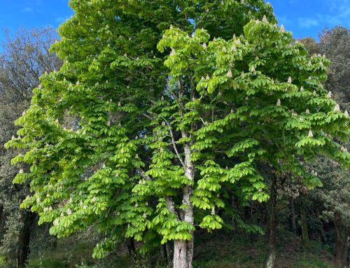 Slow Living in Chianni