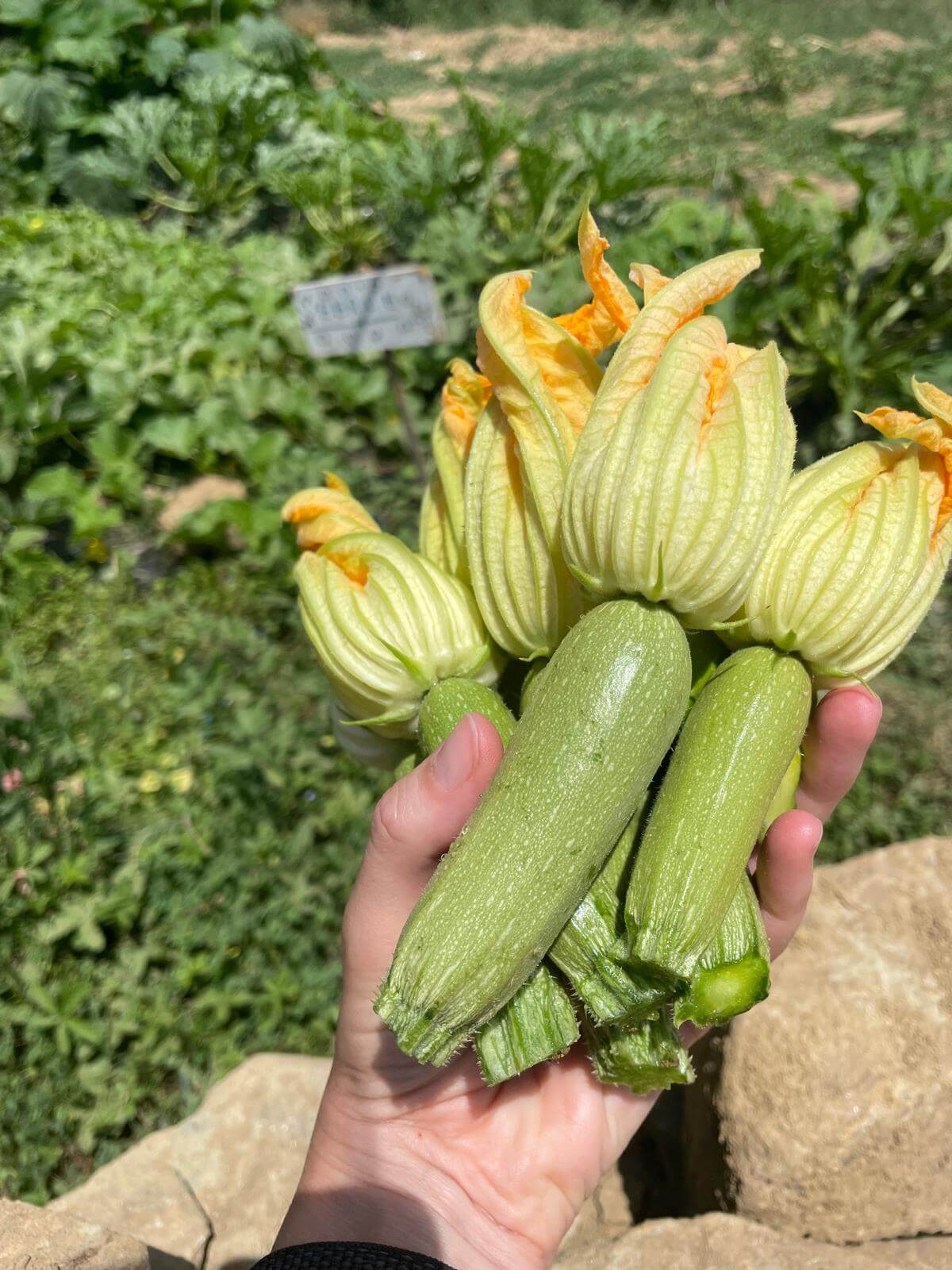 colle-di-chianni-courgette