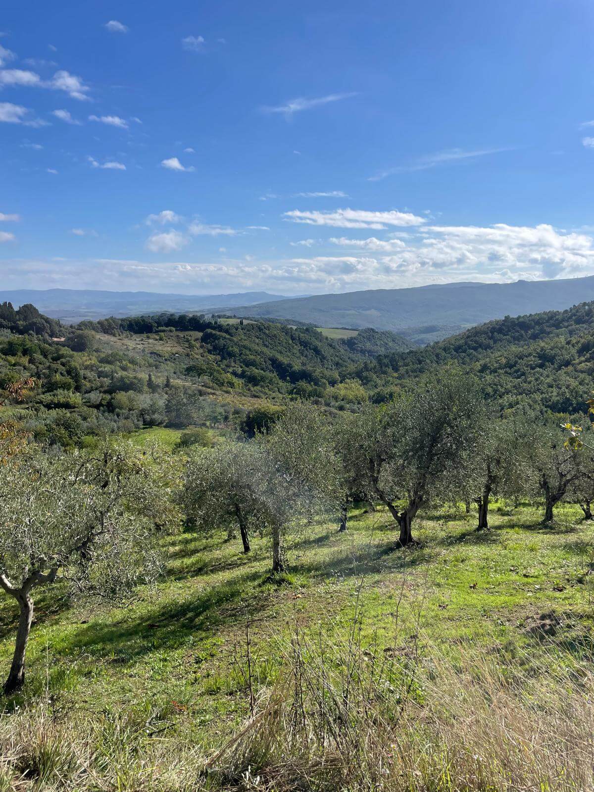 colle-di-chianni-olijfbomen